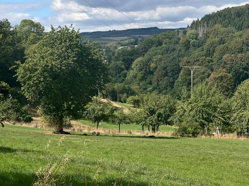 Naturpark Südeifel Wanderweg Nr. 16 - Biersdorf am See