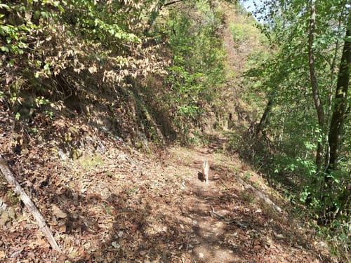 Nat'Our Route 4: Ourtalschleife (Premiumwanderweg)