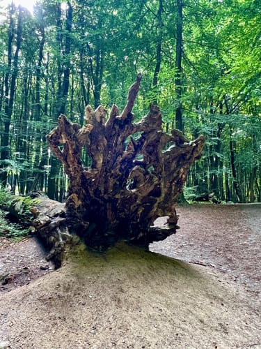Sassnitz - Königsstuhl - Jasmund Nationalpark Runde