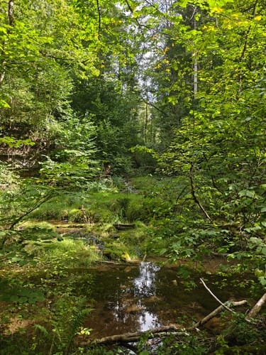 Gauchachschlucht (Genießerpfad)