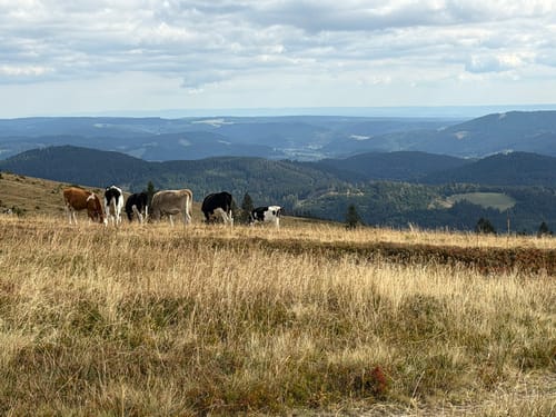Feldbergsteig (Genießerpfad)