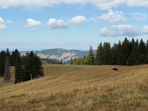 Feldbergsteig (Genießerpfad)