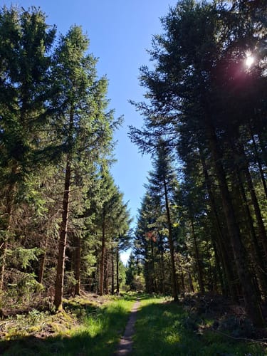 Von der Alexanderschanze zum Ellbachsee