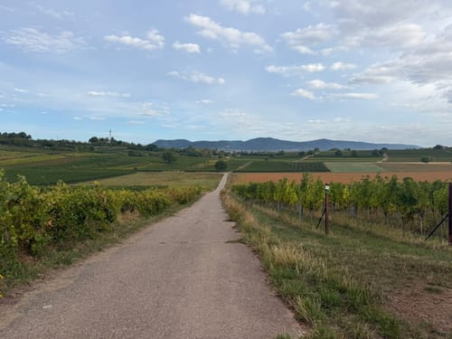 Von Landau nach Wollmesheim