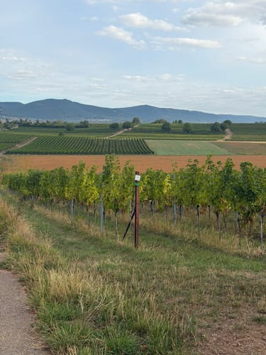 Von Landau nach Wollmesheim