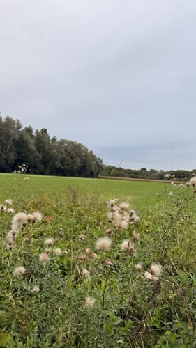 Rundweg Siegmündung