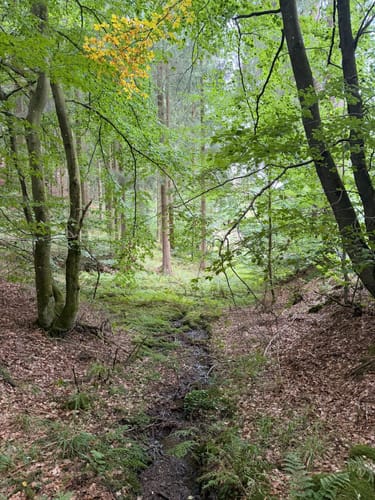 Waldkapelle und Oleftalsperre