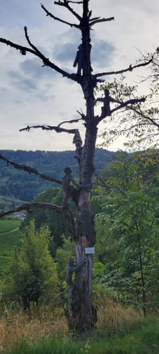 Rund um Ringelbach