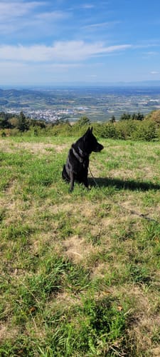 Rund um Ringelbach