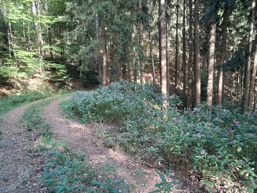 Kandel von Glottertal