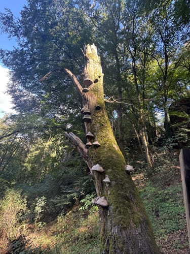 Kasteler Felsenpfad (Traumschleife)
