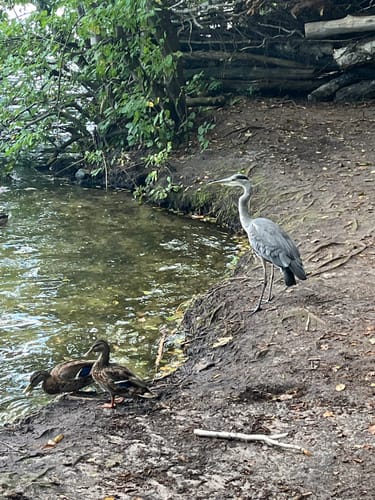 Krumme Lanke - Schlachtensee