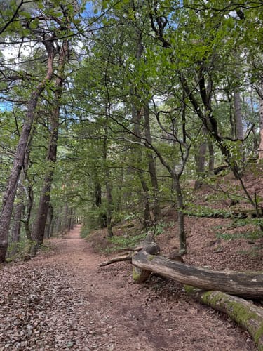 Pfälzer Hüttentour (Premiumwanderweg)