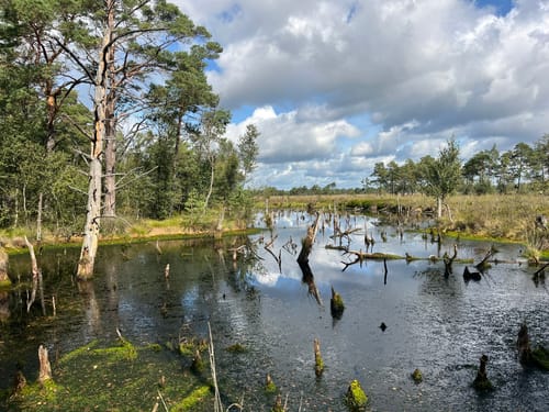 Moorrundweg Pietzmoor