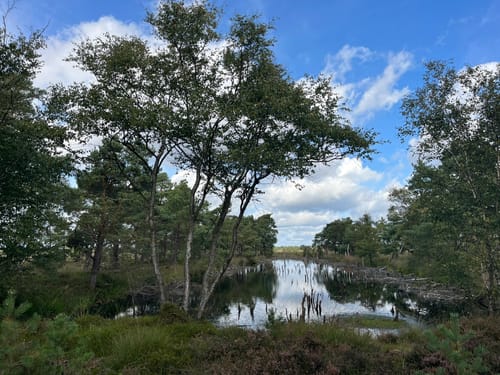 Moorrundweg Pietzmoor