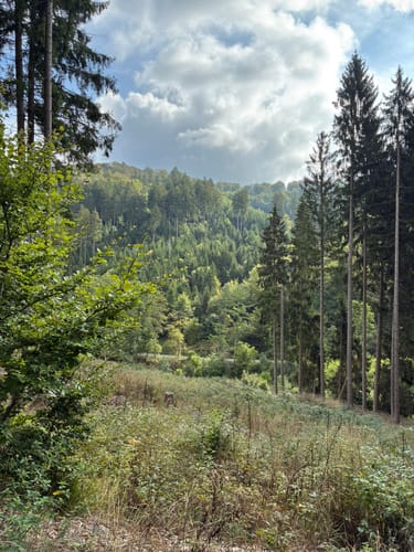 Rund um das Naturschutzgebiet Bruchhauser Steine