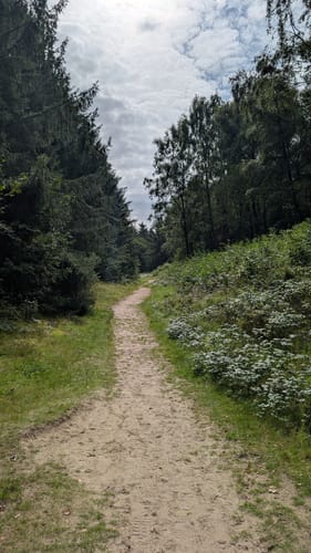 Historischer Westlicher Ochsenweg und Langenberger Forst