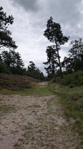 Historischer Westlicher Ochsenweg und Langenberger Forst