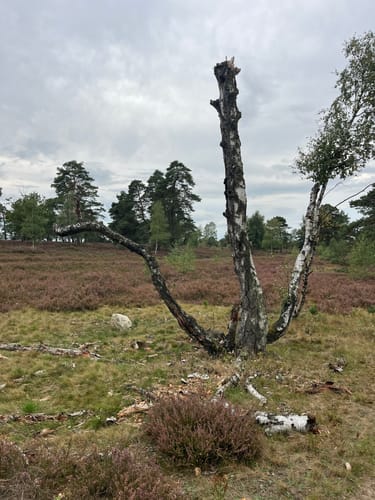 Nordic Walking 35M Schneverdingen