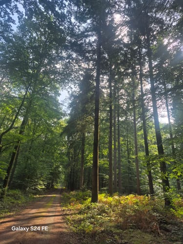 Kranenburg: Durch den Reichswald (A5)