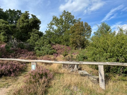 Bispingen: Kleine Heidetour (Radweg 1)