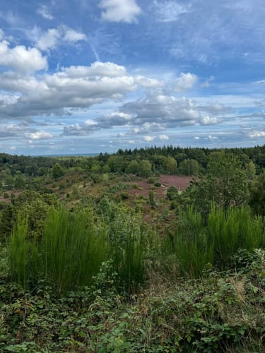 Bispingen: Kleine Heidetour (Radweg 1)