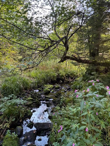Kniebiser Klostersteig (Premiumspazierwanderweg)