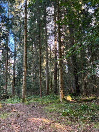 Kniebiser Klostersteig (Premiumspazierwanderweg)