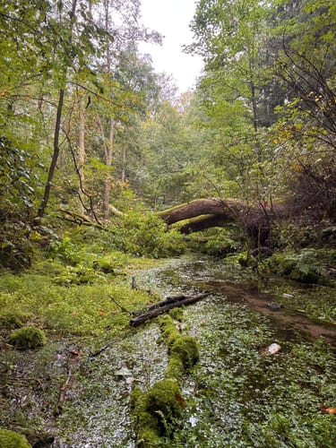 Romantisches Furlbachtal