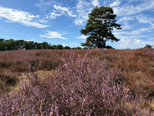 Westruper Heide und Halterner Stausee Rundweg