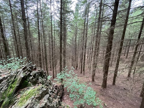 Bärenpfad (Premiumwanderweg)