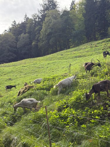 Gertelbach Wasserfälle Rundweg