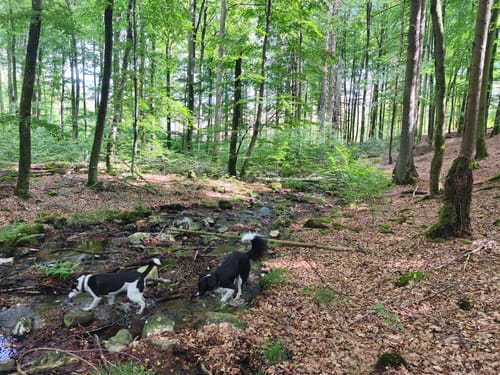Börfinker Ochsentour (Traumschleife)