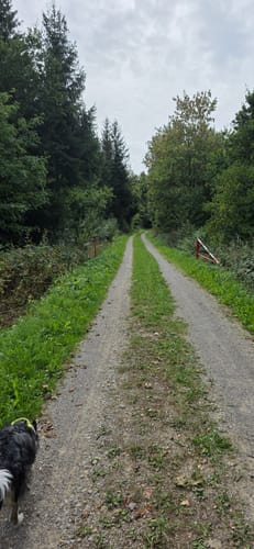 Runde im Haldenwald