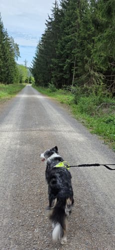 Runde im Haldenwald