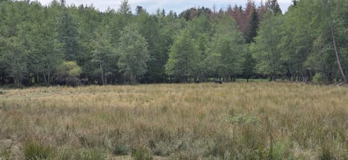 Runde im Haldenwald