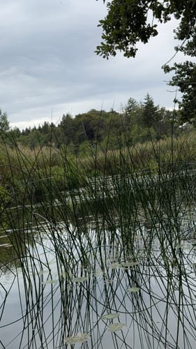 Rund um den Hartsee