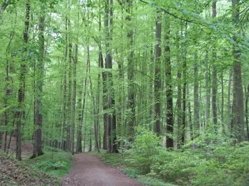 10 Best Historic Site Trails in Brabantse Wouden National Park | AllTrails