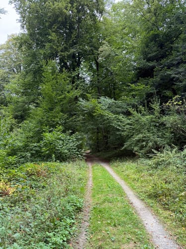 WaldZeit