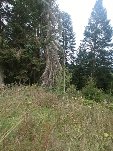 Runde zum Herrenwieser See