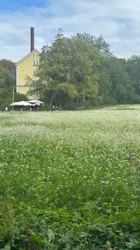 Von Inning nach Breitbrunn am Ammersee