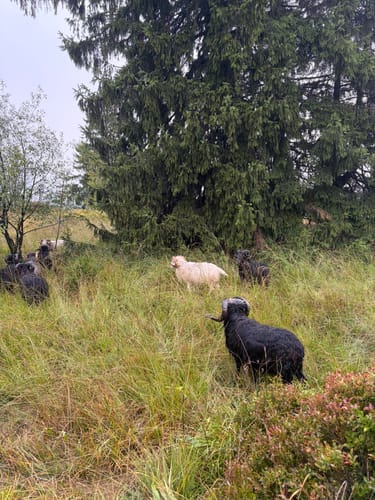 Velmerstot Rundwanderung