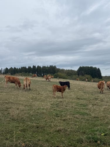 Nohener Naheschleife (Premiumwanderweg)