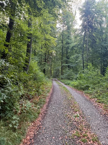 Über Mariengrotte - Hinzistobel - Locherhof