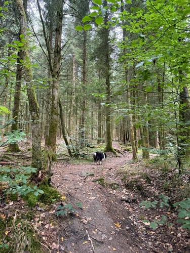 Kell am See ab Landal Greenpark