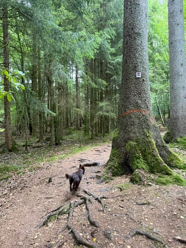 Kell am See ab Landal Greenpark