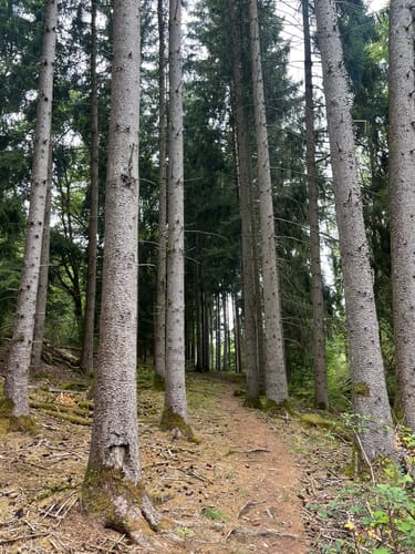 Bärenpfad (Premiumwanderweg)