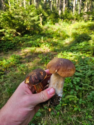 Schwarzenberg im Erzgebirge - Heide