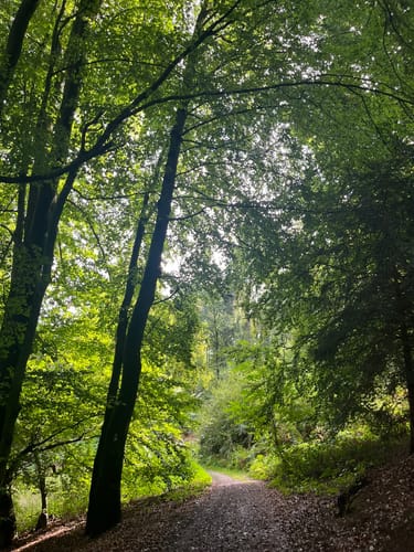 Mielberg-Petersberg-Rundweg