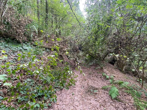 Saarburger Rausch und Burganlage Saalburg
